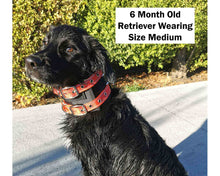 Load image into Gallery viewer, Hunting Dog Lightweight Rip Collar